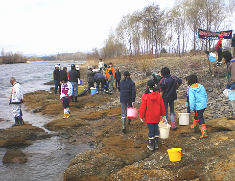 サケ稚魚の出発