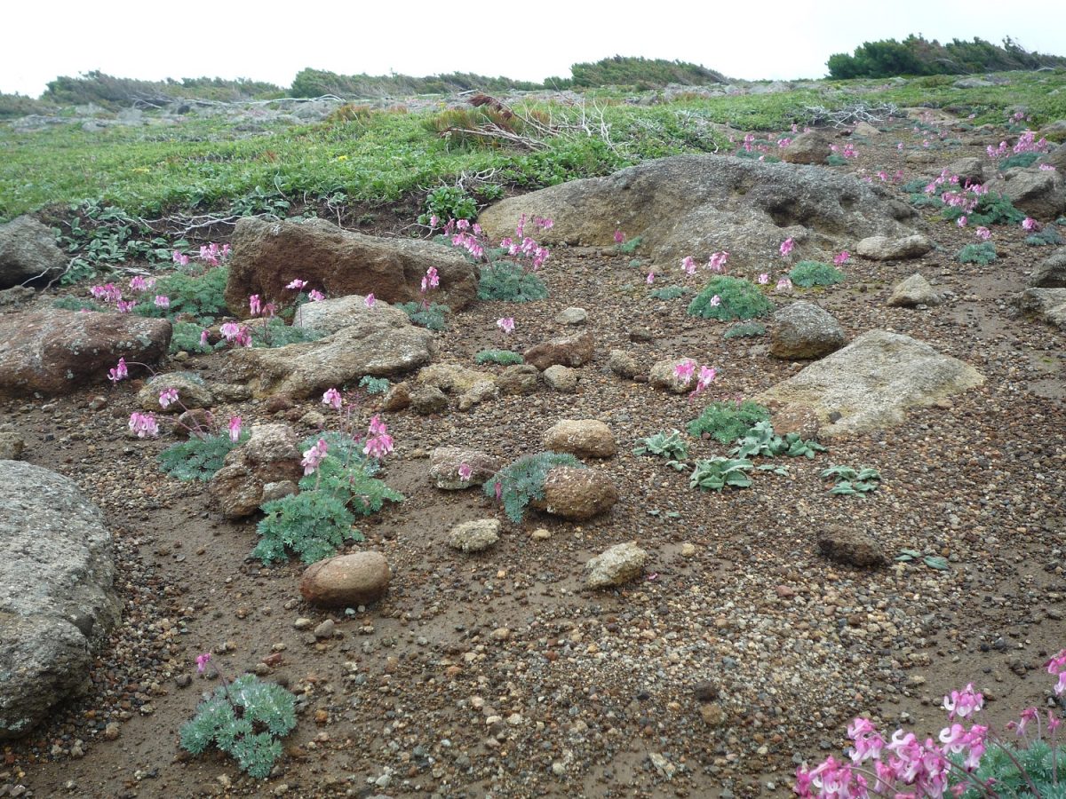 ひぐま大学 第3講座 赤岳～緑岳 高山植物のゴールデンコースを行く