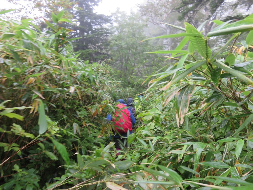 背丈を超える、雨に濡れた、チシマザサが覆いかぶさる登山道を行く