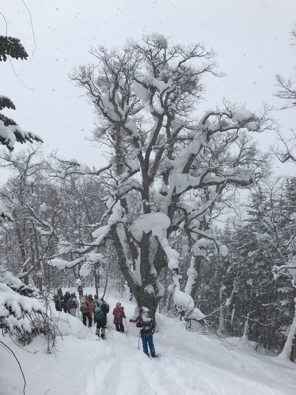 2019年2月17日 ひぐま大学今期最終講座 湯内山スノーシューハイク