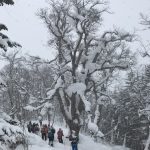 2019-02-17 ひぐま大学湯内山写真04 そこそこの巨木