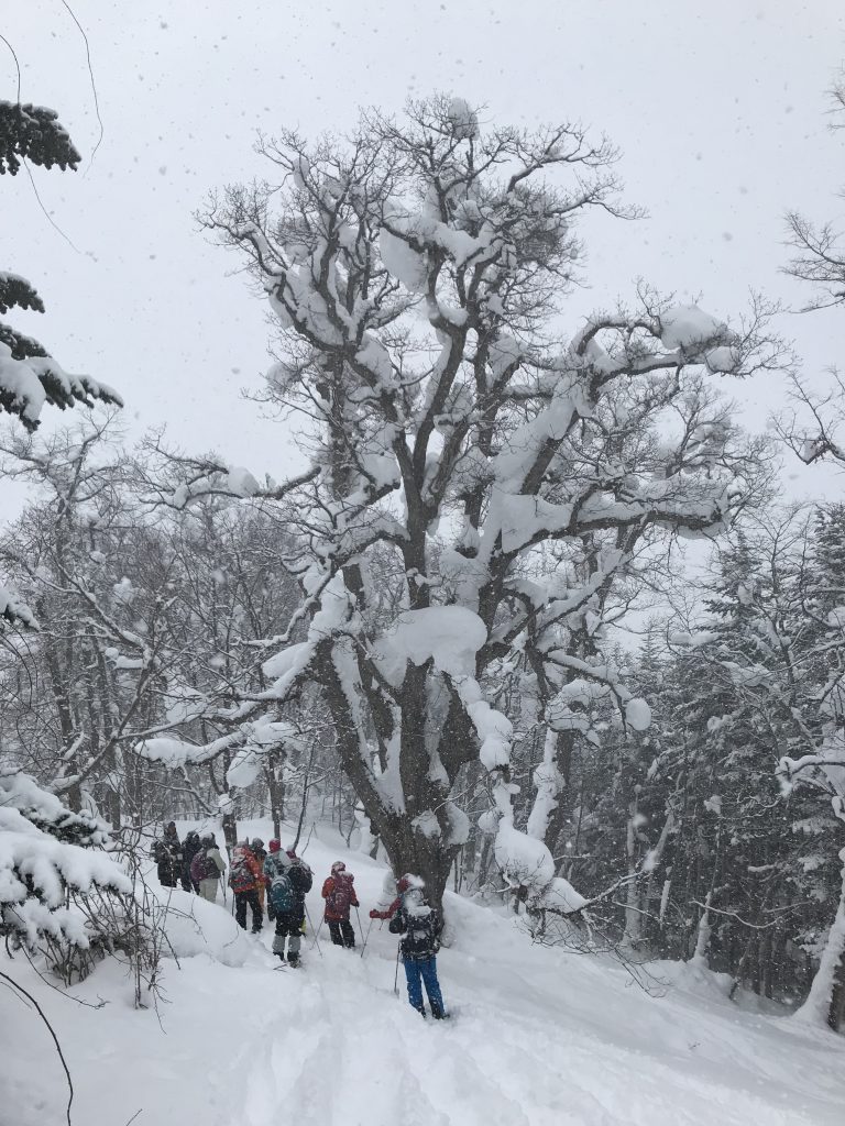 2019-02-17 ひぐま大学湯内山写真04 そこそこの巨木