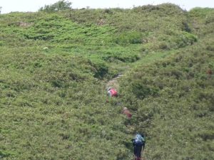 笹の谷間を登高