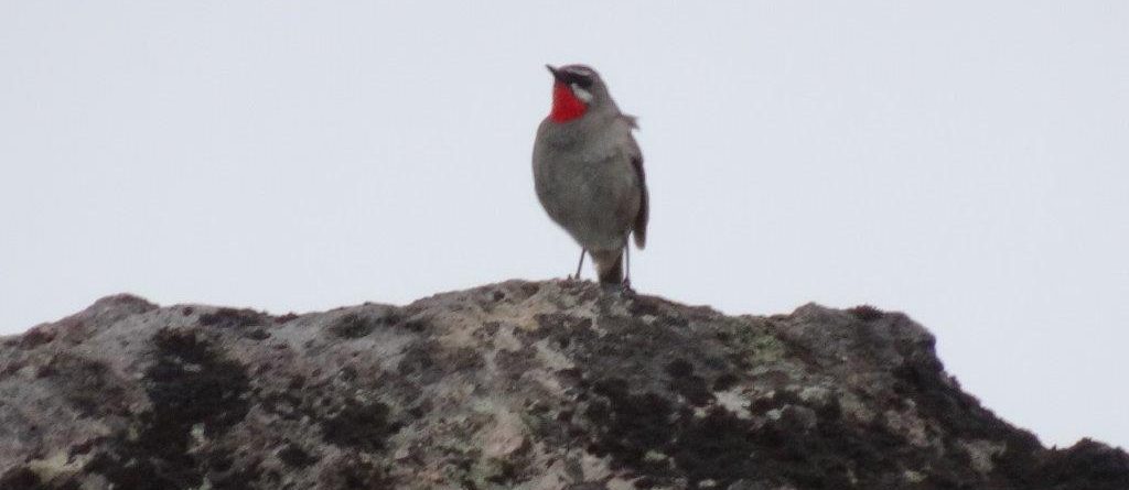 ノゴマがあちこちで一生懸命に鳴いていました