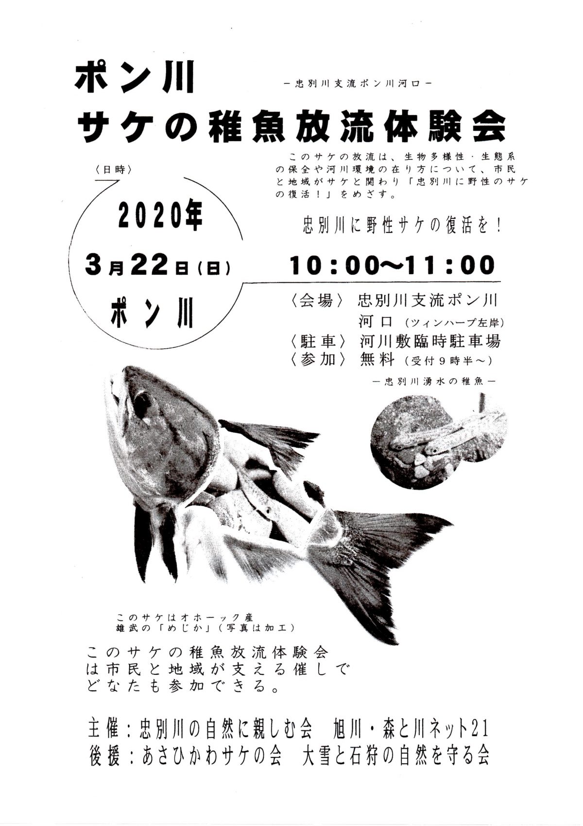 2020年3月22日　ポン川　サケの稚魚放流体験会