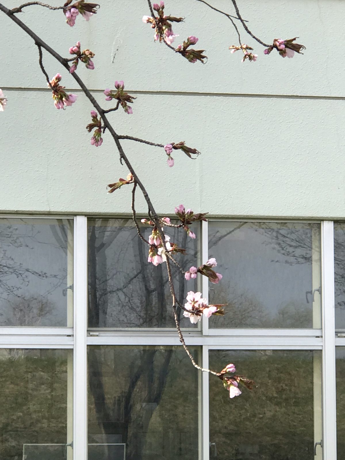 【お知らせ】ひぐま大学の卒業式・祝賀会及び定期総会の再延期、ひぐま大学入学式の延期