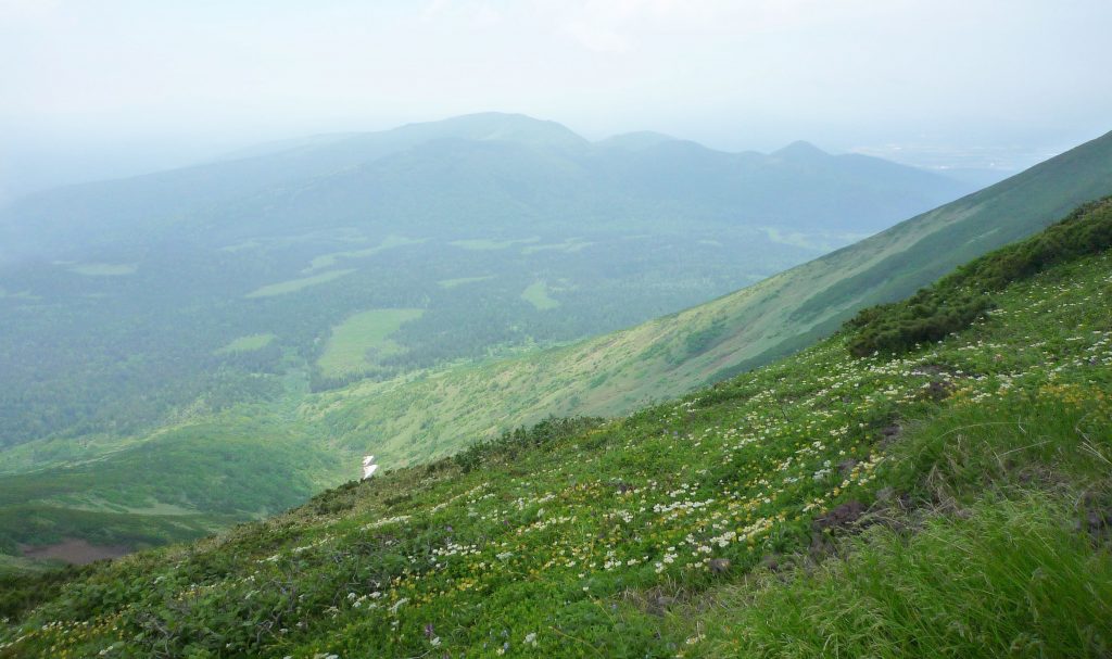 ひぐま大学第9講座 お花畑の向こうに大雪山南端の原始が原と大麓山を望む