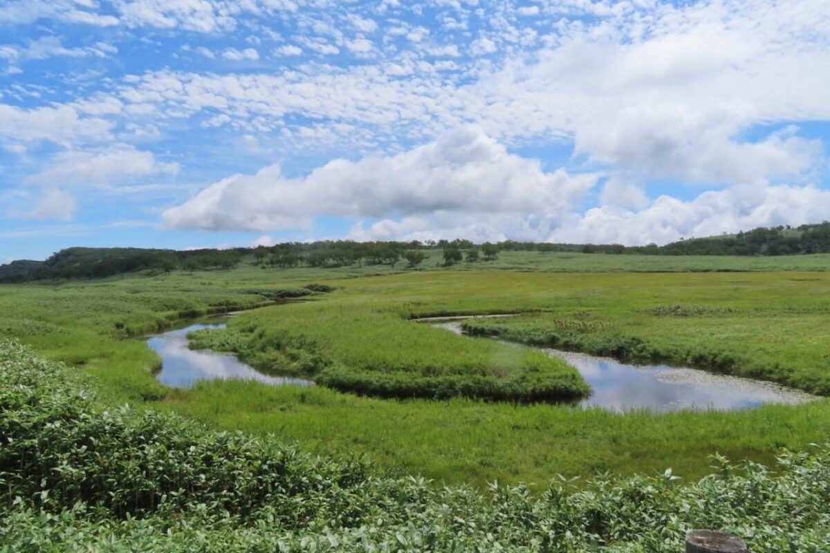 2024年8月18日 ひぐま大学特別講座【増毛山地雨竜沼湿原】